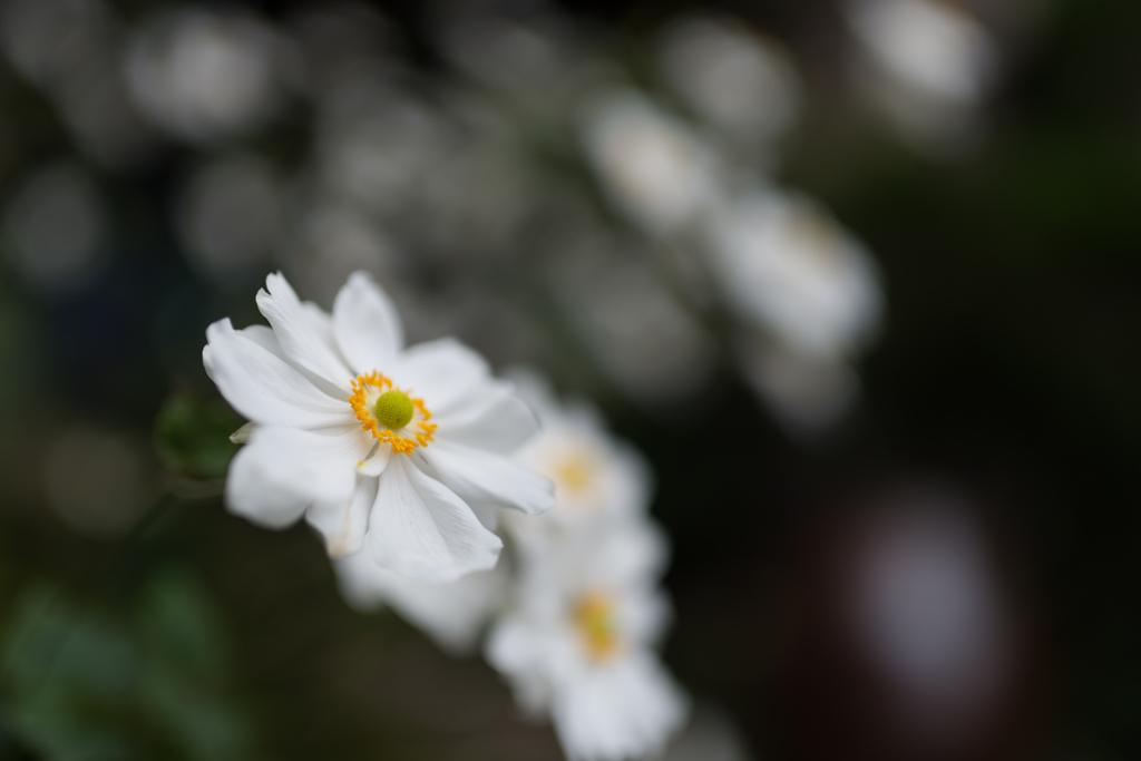 秋、華やかに