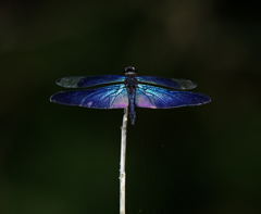 虹の翼