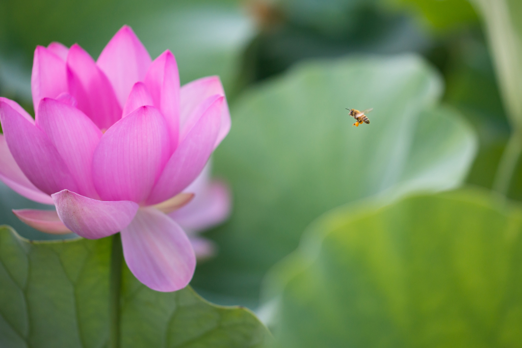 蜜を求めて