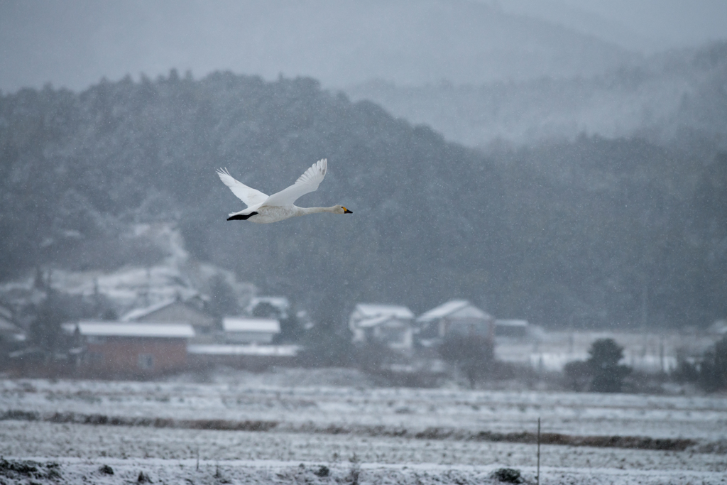 冬の農村風景