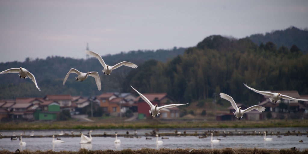 白鳥の飛ぶ風景