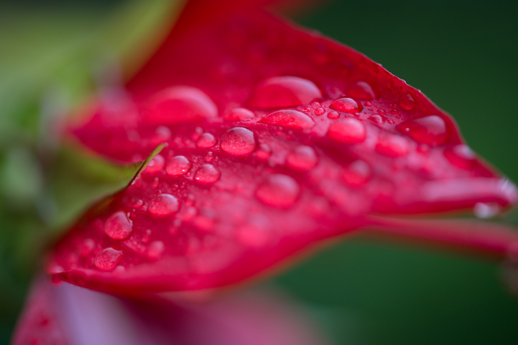 雨上がりには