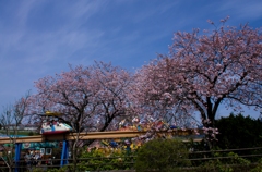 さくら遊園地