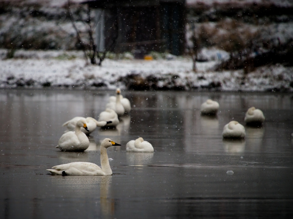 雪と白鳥①