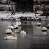 雪と白鳥①