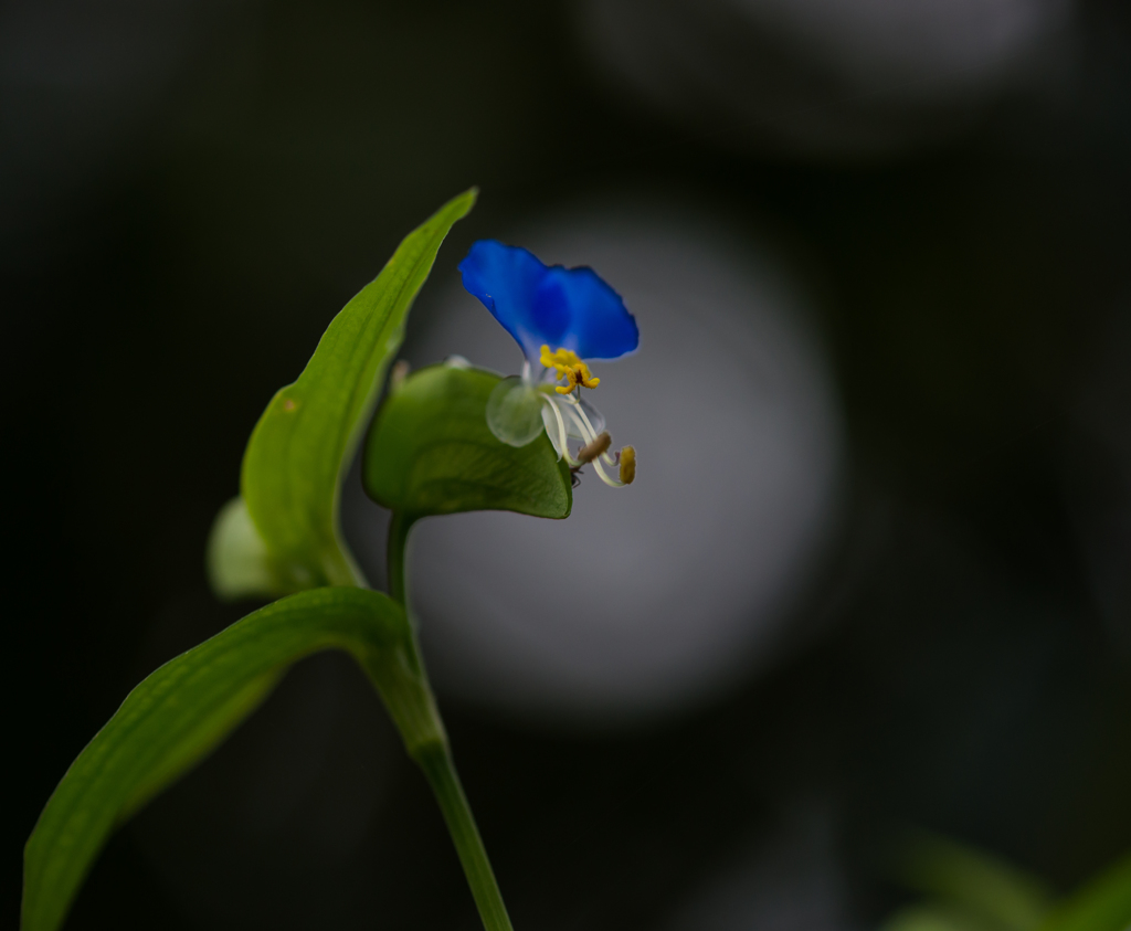 季節の花～露草