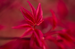 春の紅葉