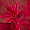 春の紅葉