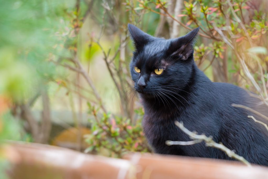 超望遠で猫撮影②