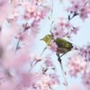 我が家でメジロ②