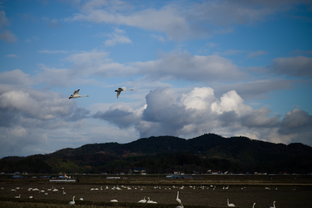 日常的な田園風景