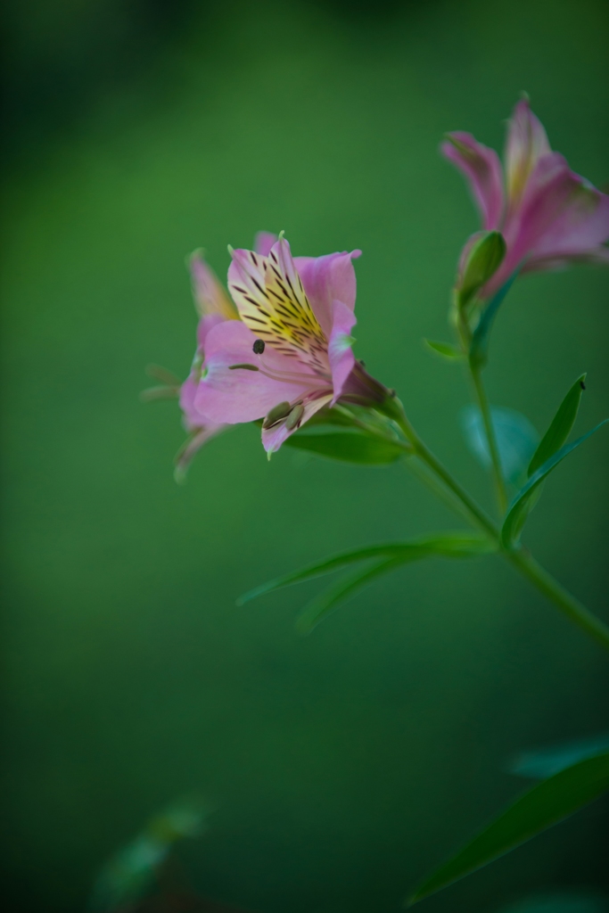 百合水仙