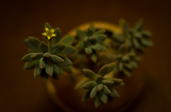 花が咲いたよ
