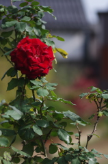 大輪の薔薇