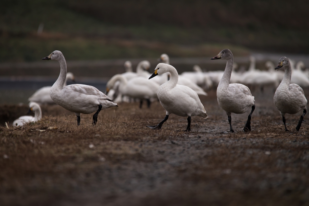 Swan's Road