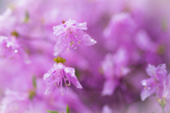 春雨に