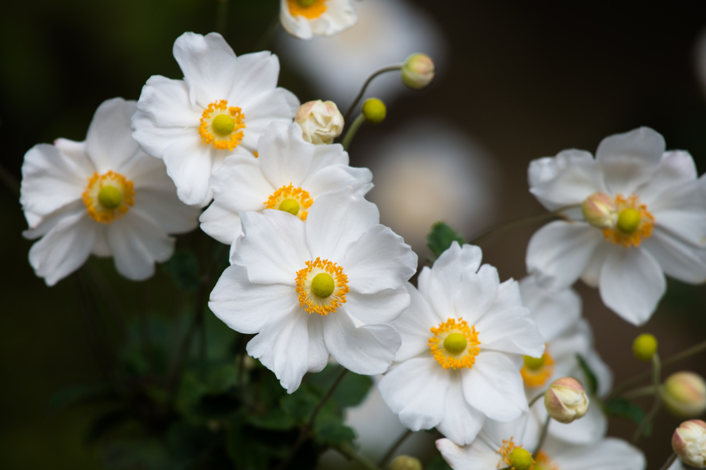 秋明菊の撮り比べ～500mm