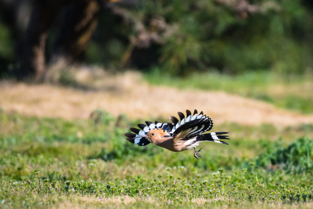 ヤツガシラ、飛翔