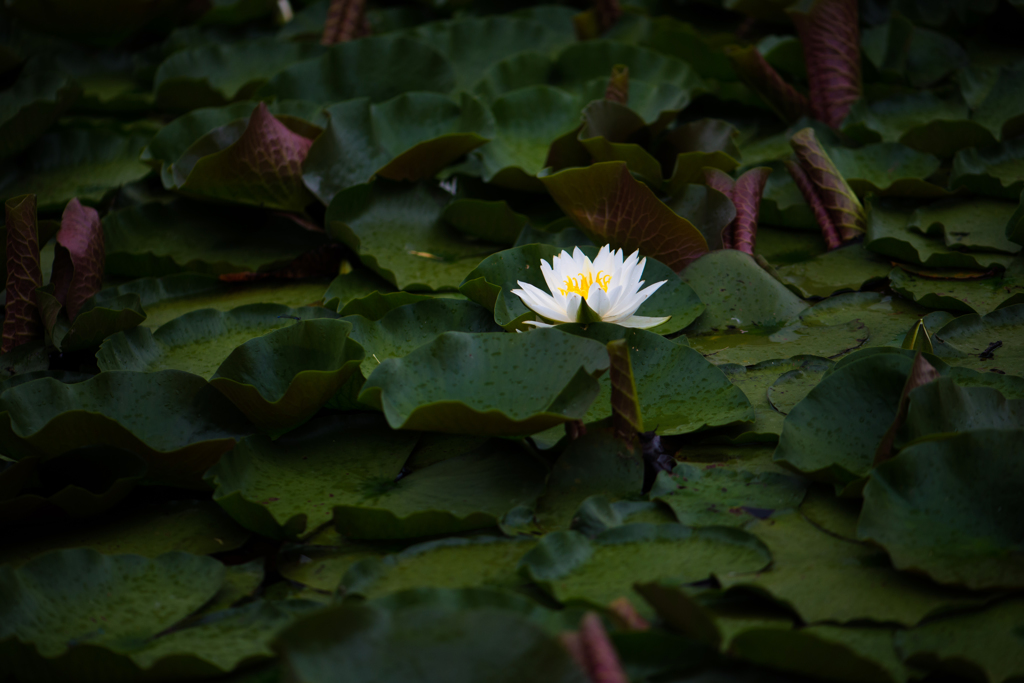 睡蓮～遠景