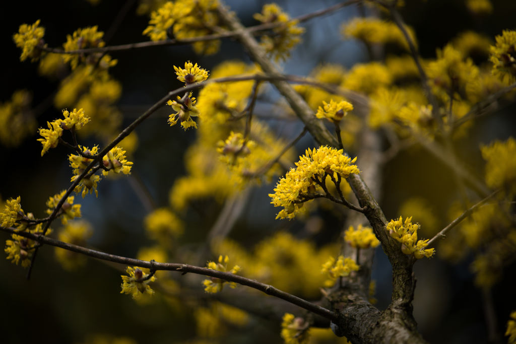 山茱萸（サンシュユ）の花～105mm①