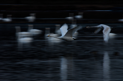 白鳥流し