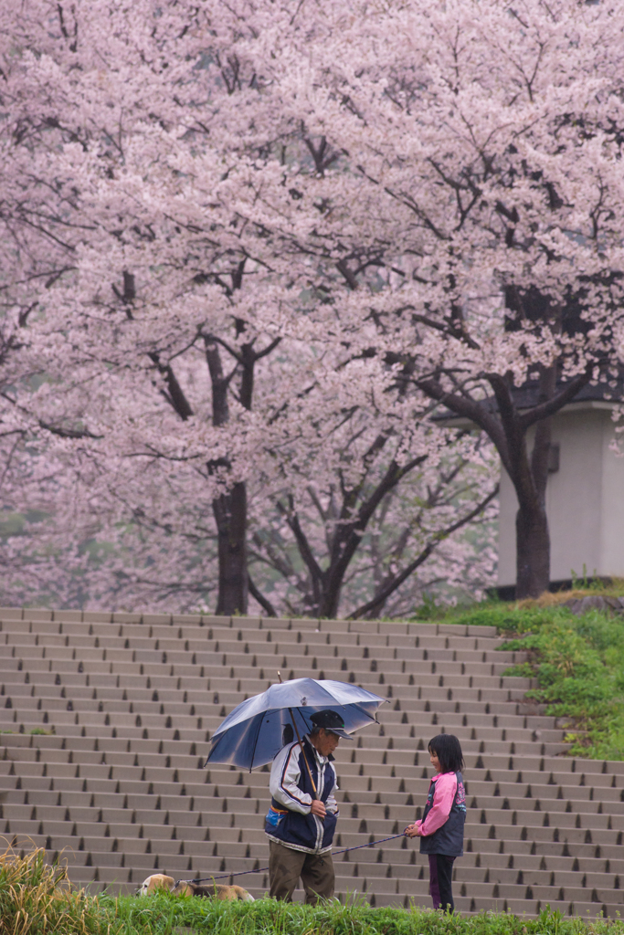 桜の咲く頃