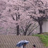 桜の咲く頃