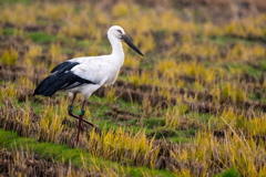 雨の日のコウノトリ４