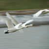 白鳥流し撮り②