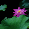 光
