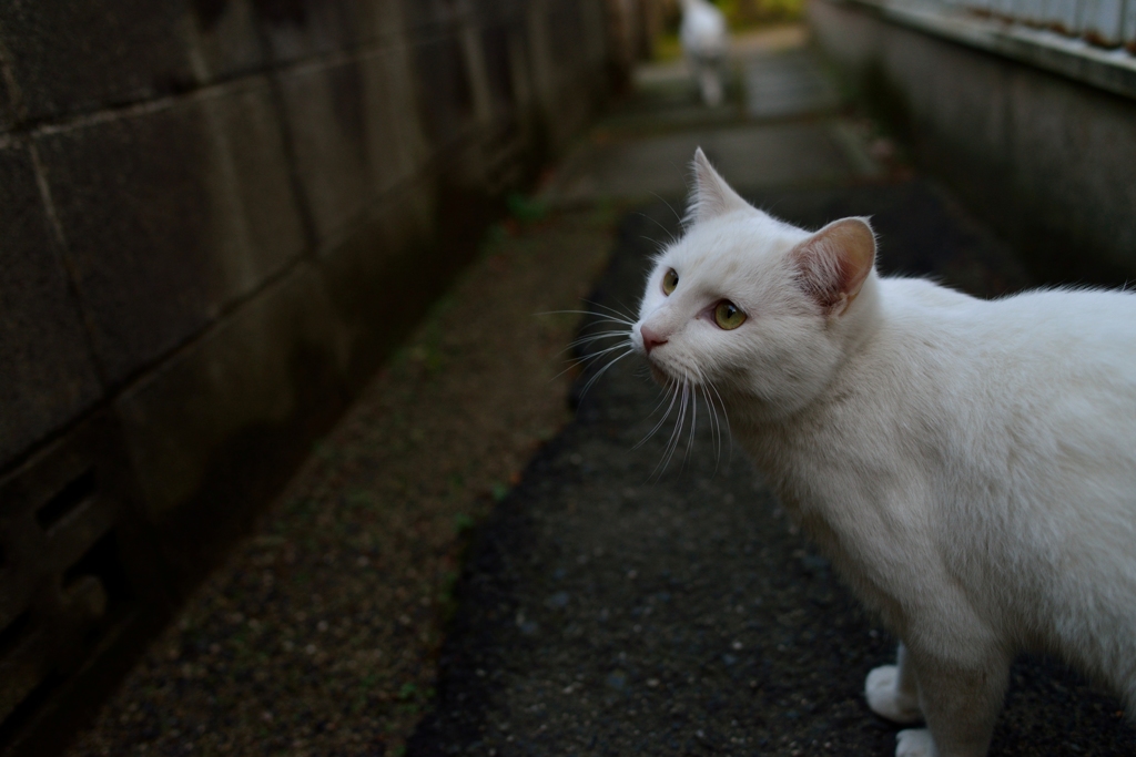 猫道