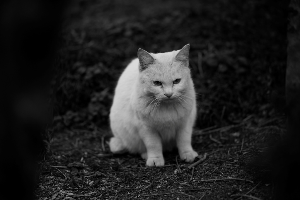 考える猫