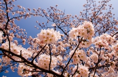 歓喜の桜