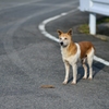 ミックス