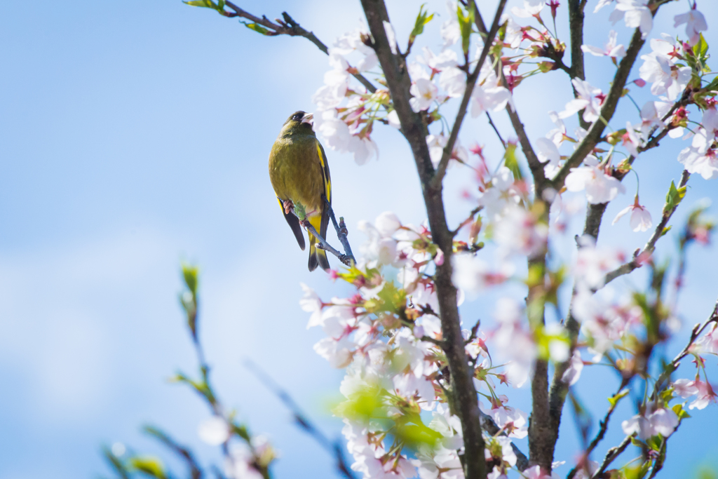 桜とカワラヒワ