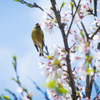 桜とカワラヒワ
