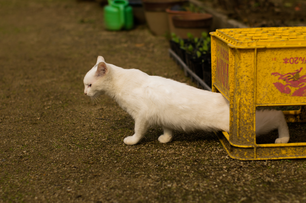 低く長～く