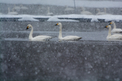 雪と白鳥⑤