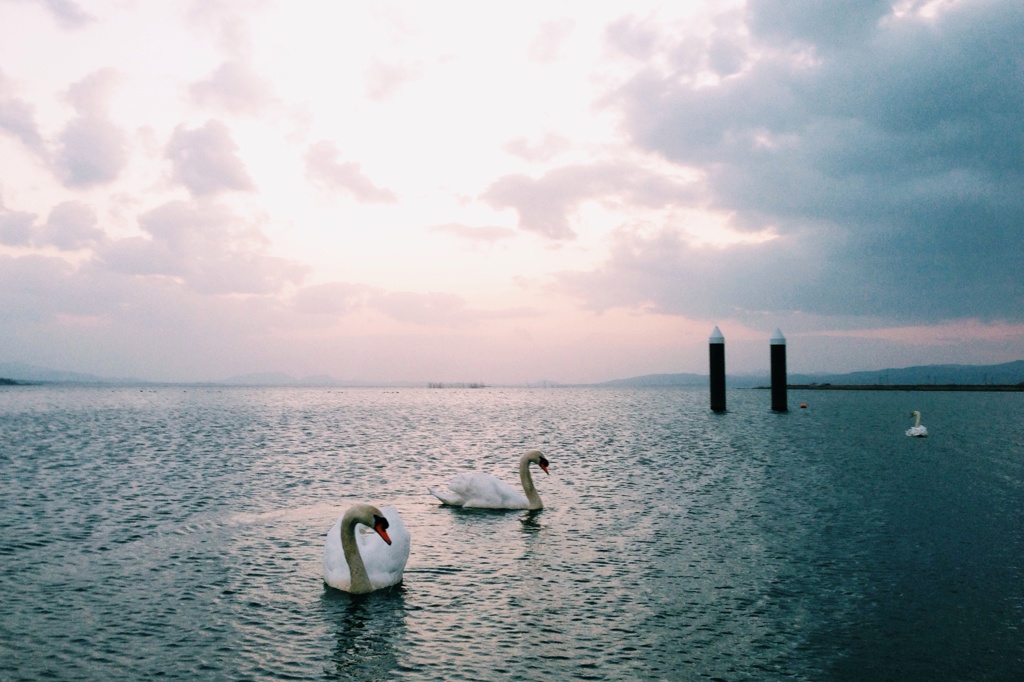 宍道湖朝景