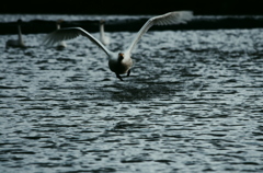 WINGS