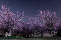 河津桜と星空
