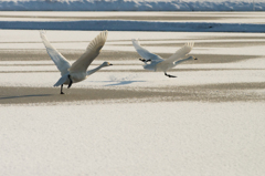 雪と白鳥⑤