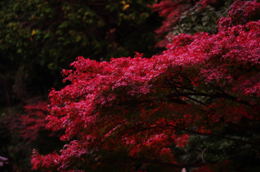 東泉寺～秋