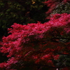 東泉寺～秋