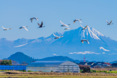 白鳥と鶴②