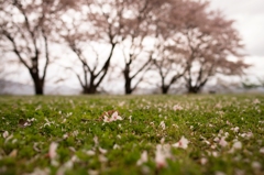 芝桜