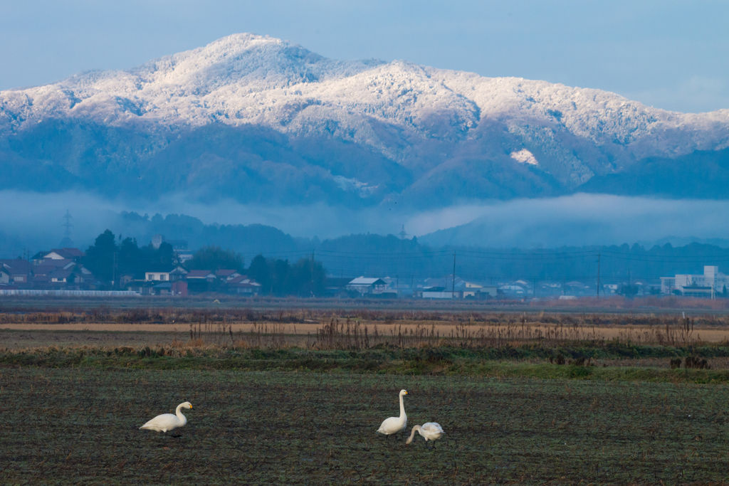 白鳥のいる風景