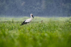 雨