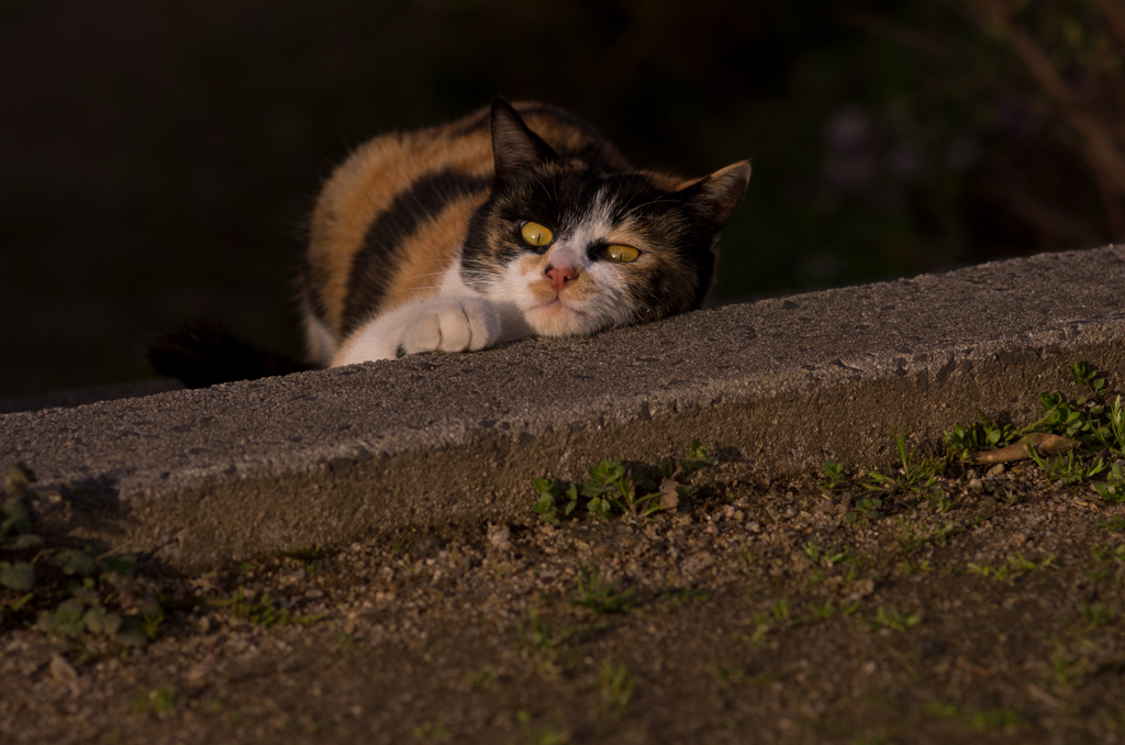 落ちたんじゃないぞ!!