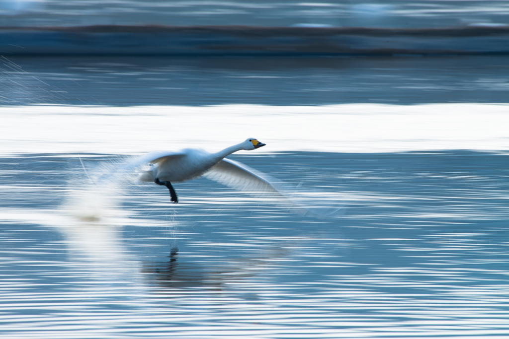 白鳥流し撮り②